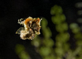   If you thought focusing pygmies was difficult enough try swimming Severns pygmy seahorse Hippocampus Severnsi. Severnsi). Severnsi)  